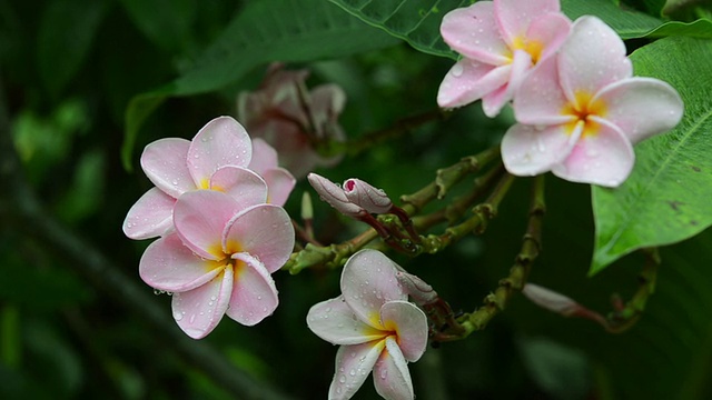 粉色花朵鸡蛋花视频素材