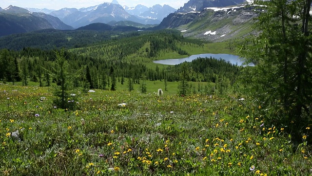 Pan up through mountain meadow to distant mountain景视频素材