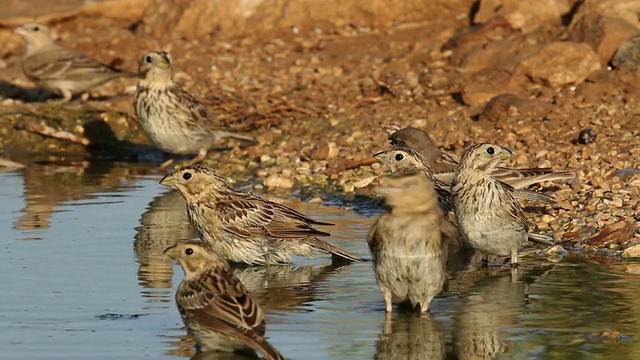 玉米bunting- Emberiza calandra。视频素材