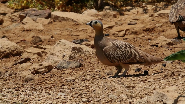 。加冕大陆的沙鸡Pterocles coronatus。视频素材