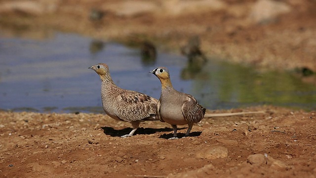 。加冕大陆的沙鸡Pterocles coronatus。视频素材