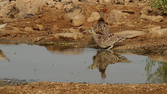 。加冕大陆的沙鸡Pterocles coronatus。视频素材