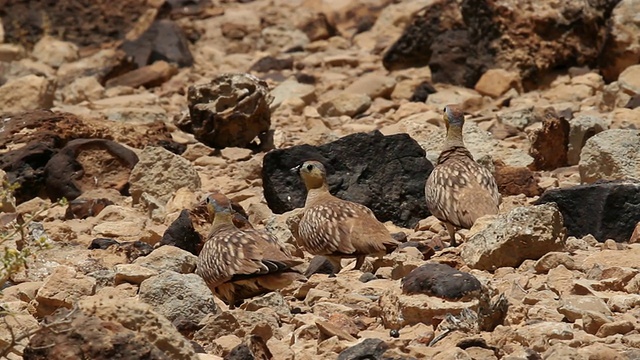 。加冕大陆的沙鸡Pterocles coronatus。视频素材