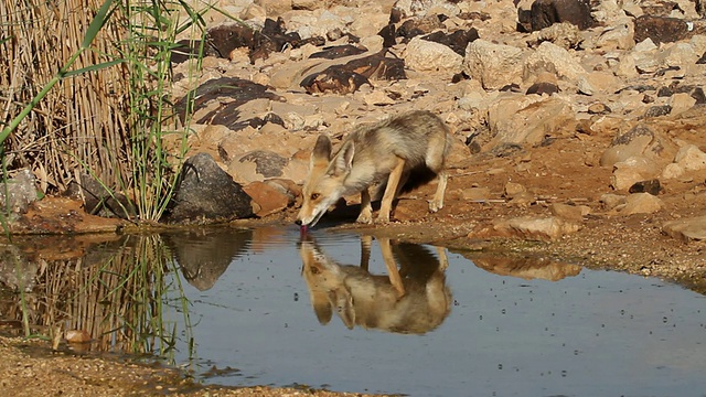 红狐狸。Vulpes。视频素材