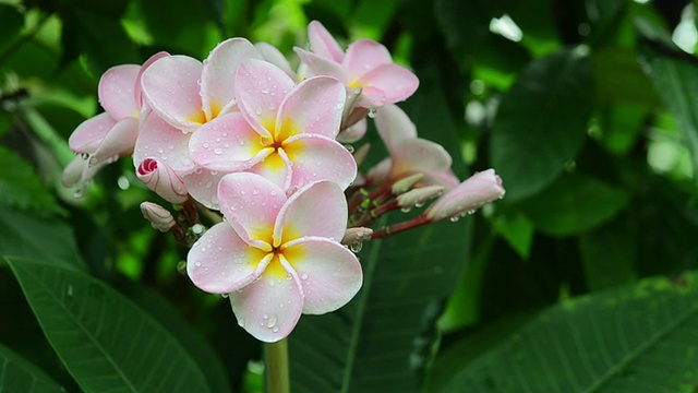 粉色花朵鸡蛋花视频素材