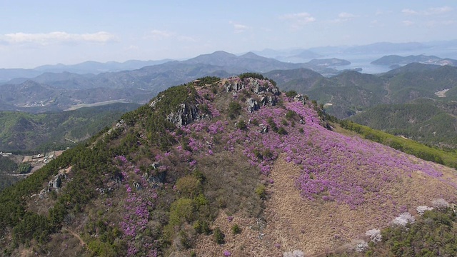 大笒山的杜鹃花花坛视频素材