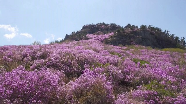 大笒山的杜鹃花花坛视频素材