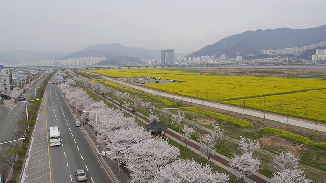 大田生态公园的樱花树和油菜花圃视频素材