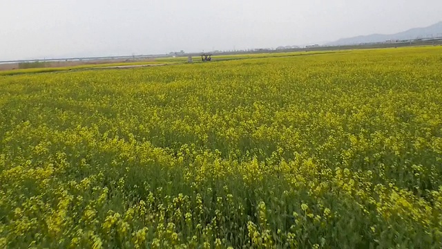 大田生态公园的樱花树和油菜花圃视频素材