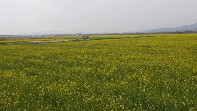 大田生态公园的樱花树和油菜花圃视频素材