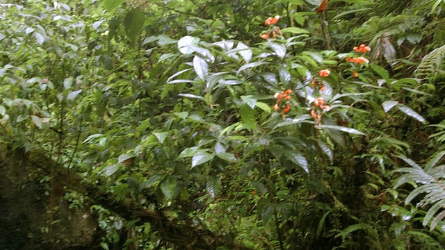 雨林瀑布视频素材