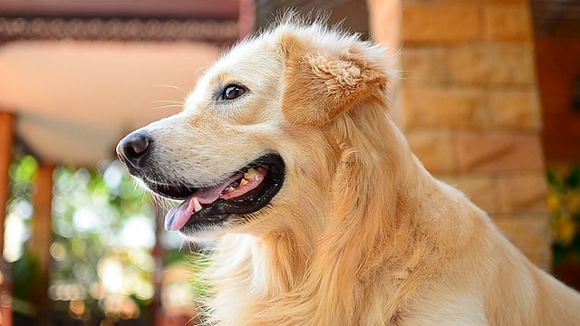 可爱的脸金毛寻回犬视频素材