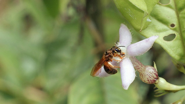 一只热带雨林蜜蜂正在厄瓜多尔的一种林下植物上觅食视频素材