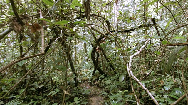 穿过厄瓜多尔亚马逊雨林中由藤本植物缠绕而成的天然拱门视频素材