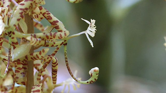 兰花(Cycnoches suarezii)在花视频素材