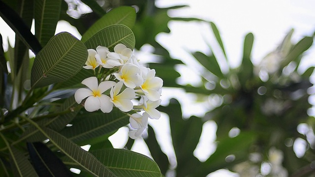 鸡蛋花视频素材