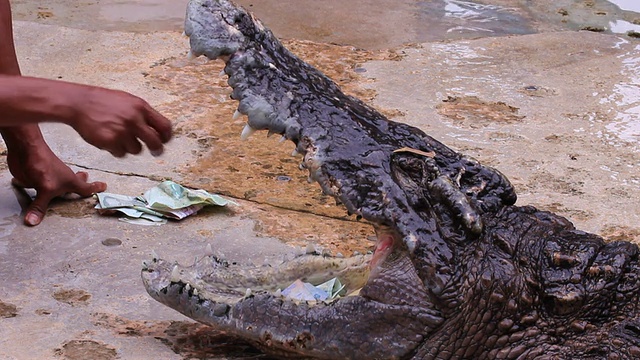 从鳄鱼嘴里偷钱视频下载