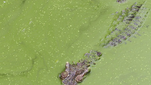 鳄鱼在水里游泳视频下载