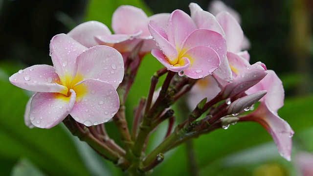 粉色花朵鸡蛋花视频素材