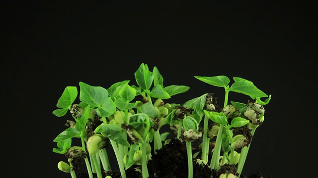 发芽的植物视频素材