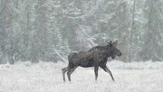 在早秋的暴风雪中嬉戏的年轻公驼鹿/美国怀俄明州的提顿斯视频素材