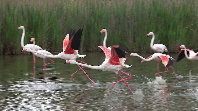 MS TS SLO MO拍摄的大火烈鸟(phoenicopterus ruber roseus)群起飞在法国东南部/圣玛丽德拉梅尔，Camargue，法国视频素材