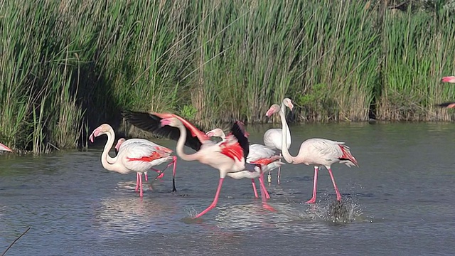 MS TS SLO MO拍摄的大火烈鸟(phoenicopterus ruber roseus)的飞行和降落在法国东南部的沼泽/圣玛丽德拉梅尔，Camargue，法国视频素材