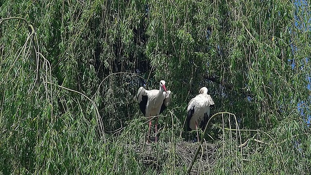 MS TS SLO MO拍摄的白鹳(Ciconia Ciconia)一对站在巢上，一只在飞行/法国Camargue圣玛丽de la Mer视频素材