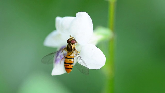 蜜蜂视频素材