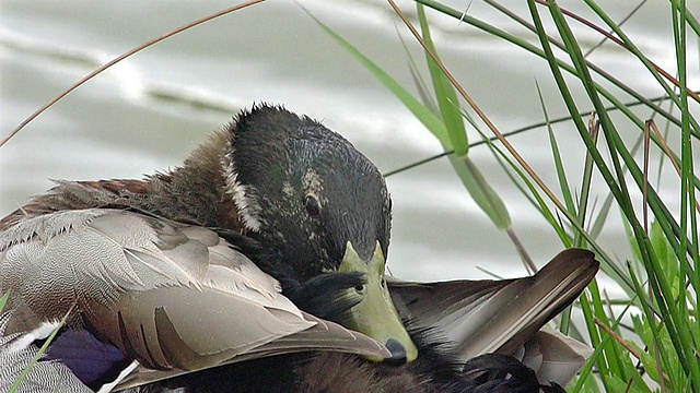 法国Camargue, anas platyrhynchos, Mallard的CU SLO MO镜头视频素材