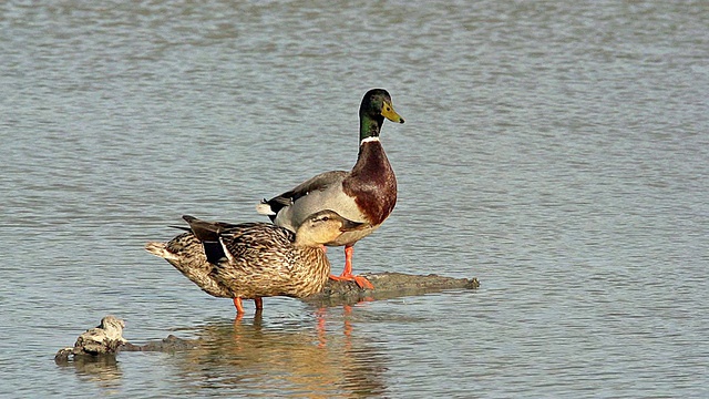 MS SLO MO拍摄的野鸭，水中的platyrhynchos / saint Marie de la Mer, Camargue，法国视频素材