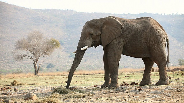 MS Elephant eating /南非西北部的皮兰斯堡视频素材