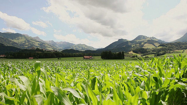 瑞士玉米谷景观/ GruyÃ¨res，弗里堡，瑞士视频下载