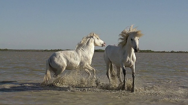 MS SLO MO拍摄的Camargue骏马在海滩/圣玛丽德拉梅尔，Camargue，法国视频素材