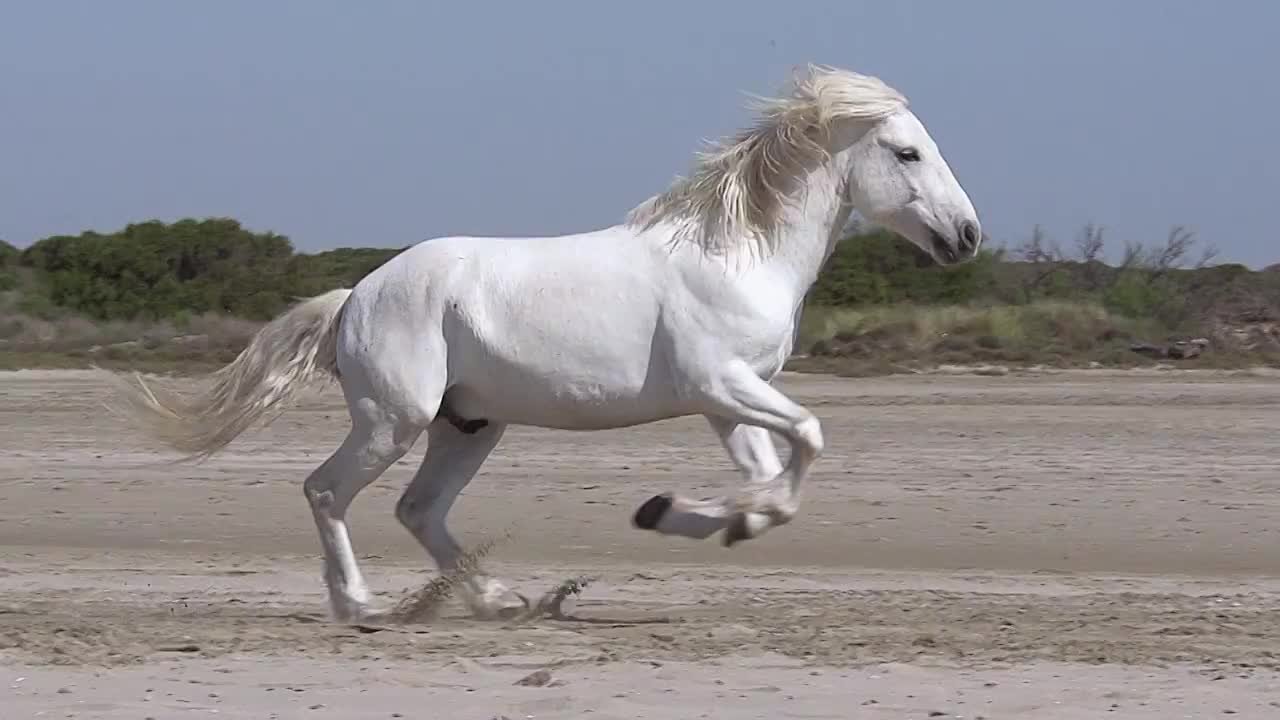 MS TS SLO MO拍摄Camargue骏马驰骋在海滩/圣玛丽德拉梅尔，Camargue，法国视频素材