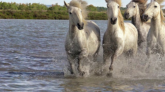 MS TD TS SLO MO拍摄Camargue马群小跑穿过沼泽/圣玛丽德拉梅尔，Camargue，法国视频素材