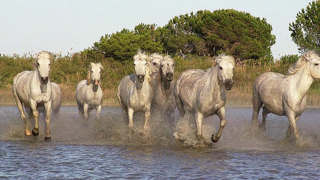 MS TS SLO MO拍摄Camargue马群飞驰穿过沼泽/圣玛丽德拉梅尔，Camargue，法国视频素材