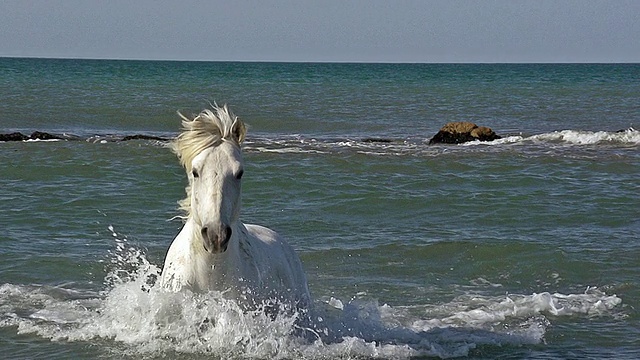 MS ZO POV TS SLO MO拍摄Camargue Horse galloting in Sea / Saintes Maries de la Mer, Camargue, France视频素材