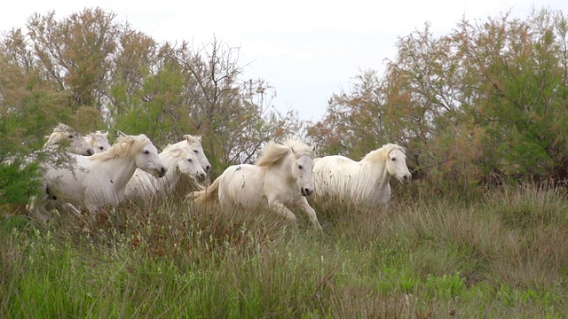 MS TS SLO MO拍摄Camargue马群飞驰穿过沼泽/圣玛丽德拉梅尔，Camargue，法国视频素材