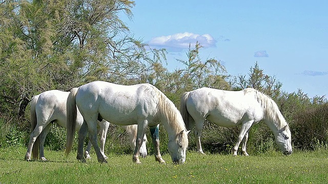 MS拍摄的一群马在吃草/圣玛丽德拉梅尔，Camargue，法国视频素材