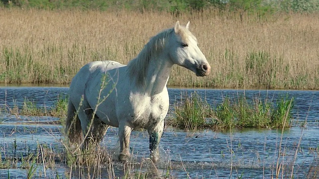 MS拍摄的种马出现在沼泽/圣玛丽de la Mer, Camargue，法国视频素材