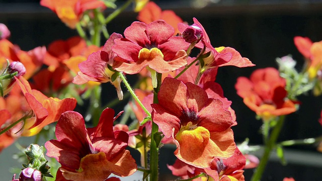 Red Nemesia flower / Landshut，德国巴伐利亚视频素材