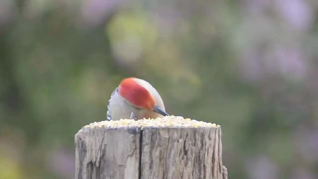 雄性红腹啄木鸟(Centurus carolinus)在树桩上吃种子，美国印第安纳州瓦尔帕莱索的麻雀(Passer domesticus)试图打断他视频素材