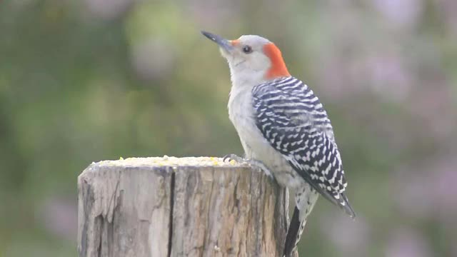 雌红腹啄木鸟(Centurus carolinus)在一个树桩上吃种子/瓦尔帕莱索，印第安纳，美国视频素材