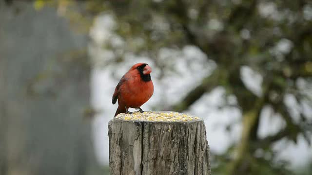 雄性红衣主教(Cardinalis Cardinalis)在树桩上吃种子，家麻雀(Passer domesticus)试图打断/瓦尔帕莱索，印第安纳州，美国视频素材