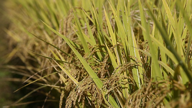 粒米视频素材