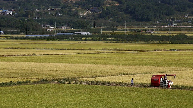 平萨利用机器收割水稻视频素材