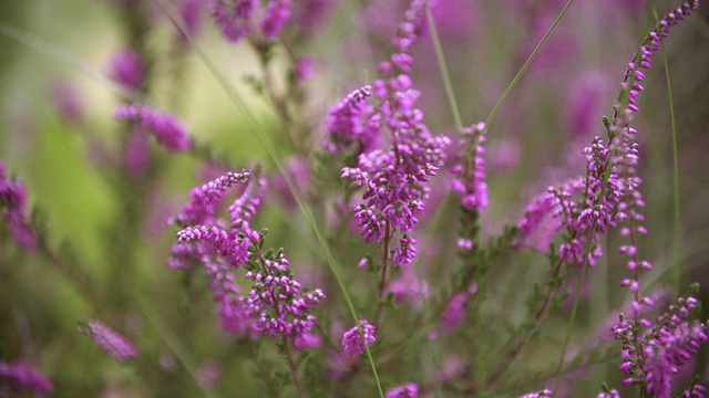 田野上的花视频素材