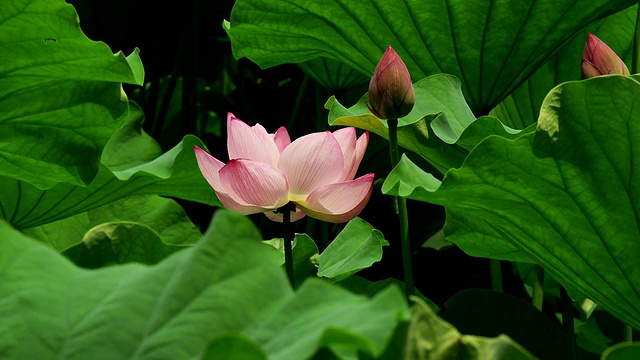 荷花视频素材