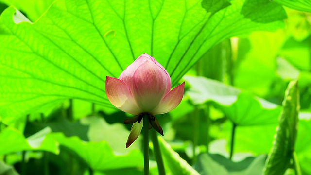 荷花视频素材